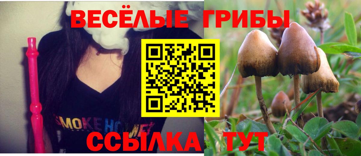 Псилоцибиновые грибы Psilocybine cubensis Обь